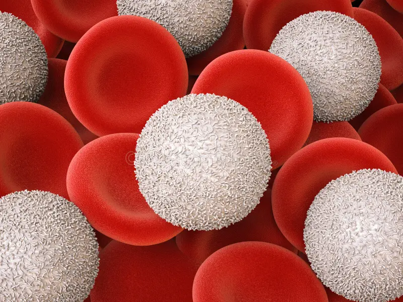 Importance of white blood cells